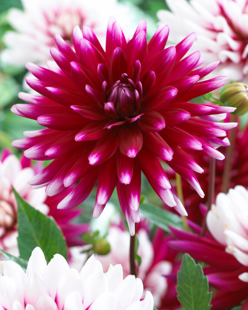 Dahlia Cactus Rebecca's World 1-pakning